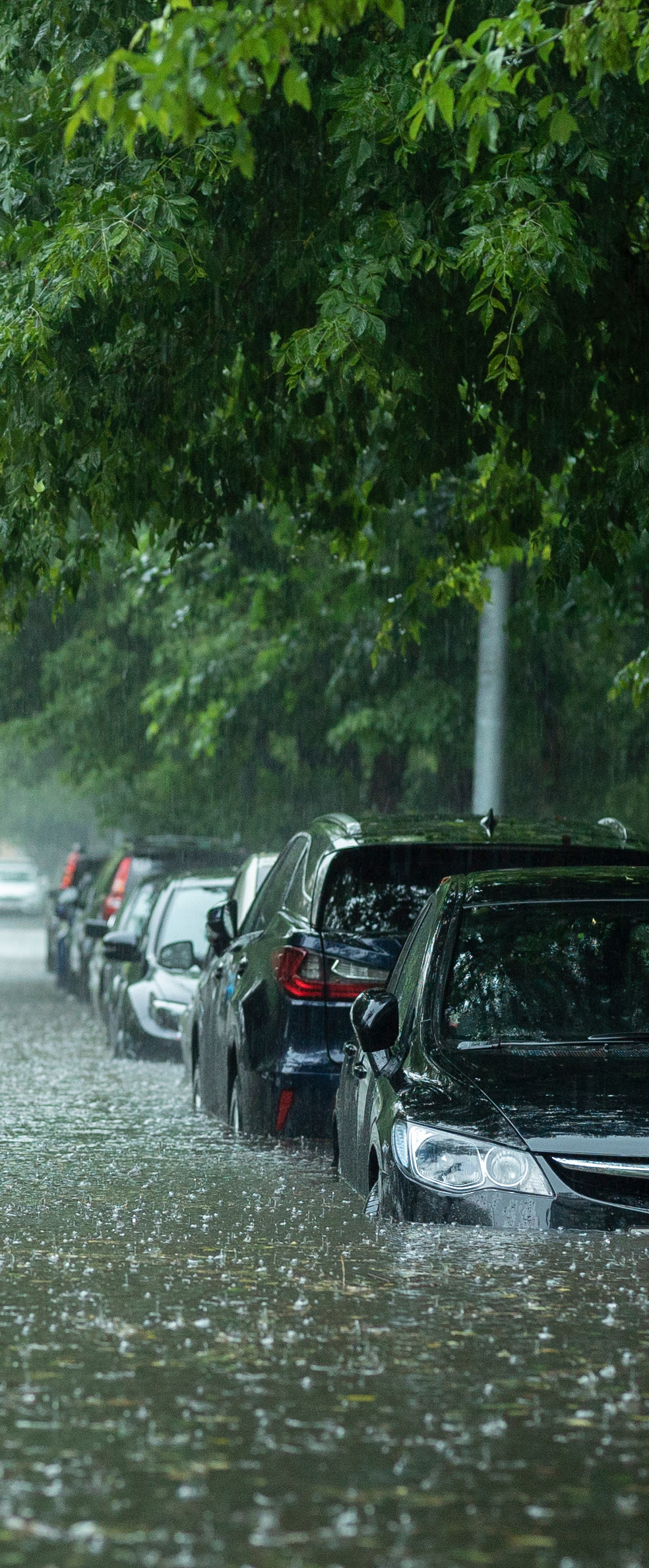 A ow of cars trapped in high floodwater on a rainy day, surrounded by dense green trees.